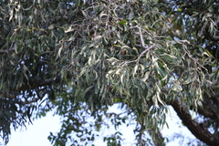 Acacia fasciculifera