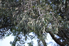 Acacia fasciculifera