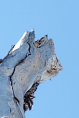 Amphispiza bilineata