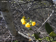 Calceolaria ascendens