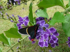Mysoria barcastus