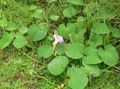 Ipomoea descolei