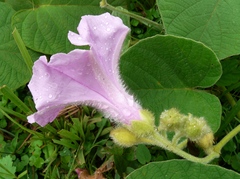 Ipomoea descolei
