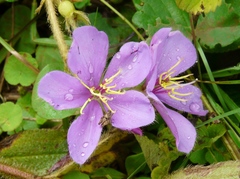 Chaetogastra gracilis