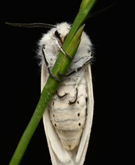 Spilosoma urticae