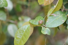 Cleistanthus cunninghamii