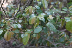 Cleistanthus cunninghamii