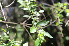 Acalypha eremorum