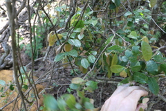 Cleistanthus cunninghamii