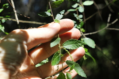 Acalypha eremorum