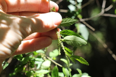 Acalypha eremorum