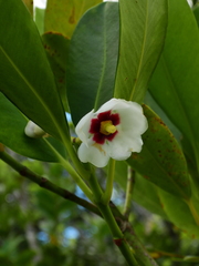 Clusia fockeana