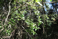 Acalypha eremorum