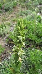 Chloraea cylindrostachya