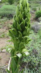 Chloraea cylindrostachya