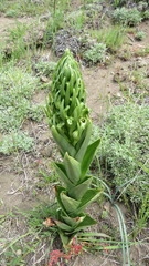 Chloraea cylindrostachya