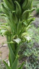 Chloraea cylindrostachya
