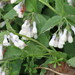 Hidcote Comfrey - Photo (c) Philip Mark Osso, some rights reserved (CC BY-NC), uploaded by Philip Mark Osso