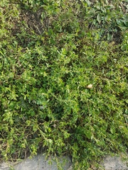 Polygonum aviculare