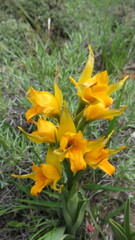 Chloraea alpina