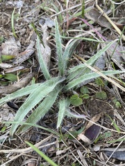 Tradescantia tharpii