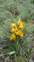 Chloraea alpina