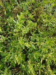 Polygonum aviculare