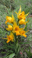 Chloraea alpina