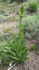 Chloraea cylindrostachya