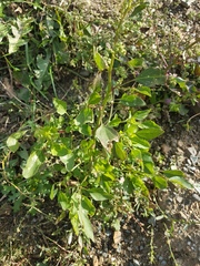 Chenopodium album