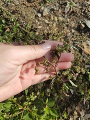 Chenopodium album