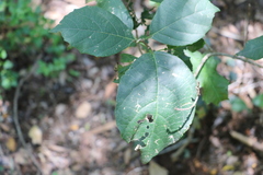 Mallotus claoxyloides