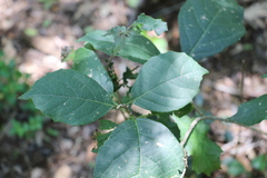Mallotus claoxyloides