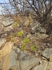 Artemisia gmelinii