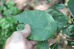 Mallotus claoxyloides