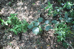 Mallotus claoxyloides