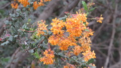 Berberis darwinii
