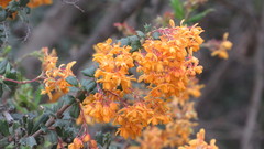 Berberis darwinii