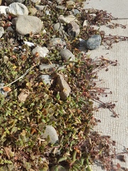 Oxalis corniculata