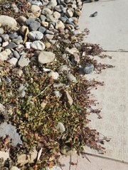 Oxalis corniculata