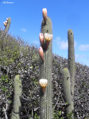 Trichocereus chiloensis litoralis