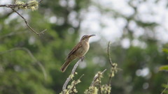 Upucerthia saturatior