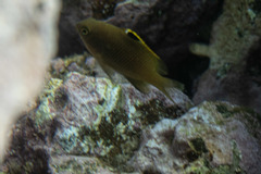 Plectroglyphidodon apicalis