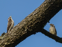 Dryobates stricklandi