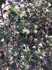 Pomaderris vacciniifolia