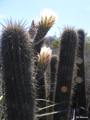 Trichocereus chiloensis litoralis