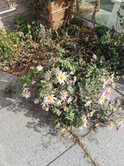 Asteraceae