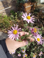 Asteraceae