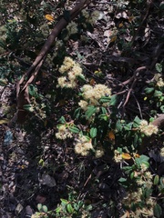 Pomaderris vacciniifolia