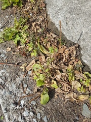 Plantago